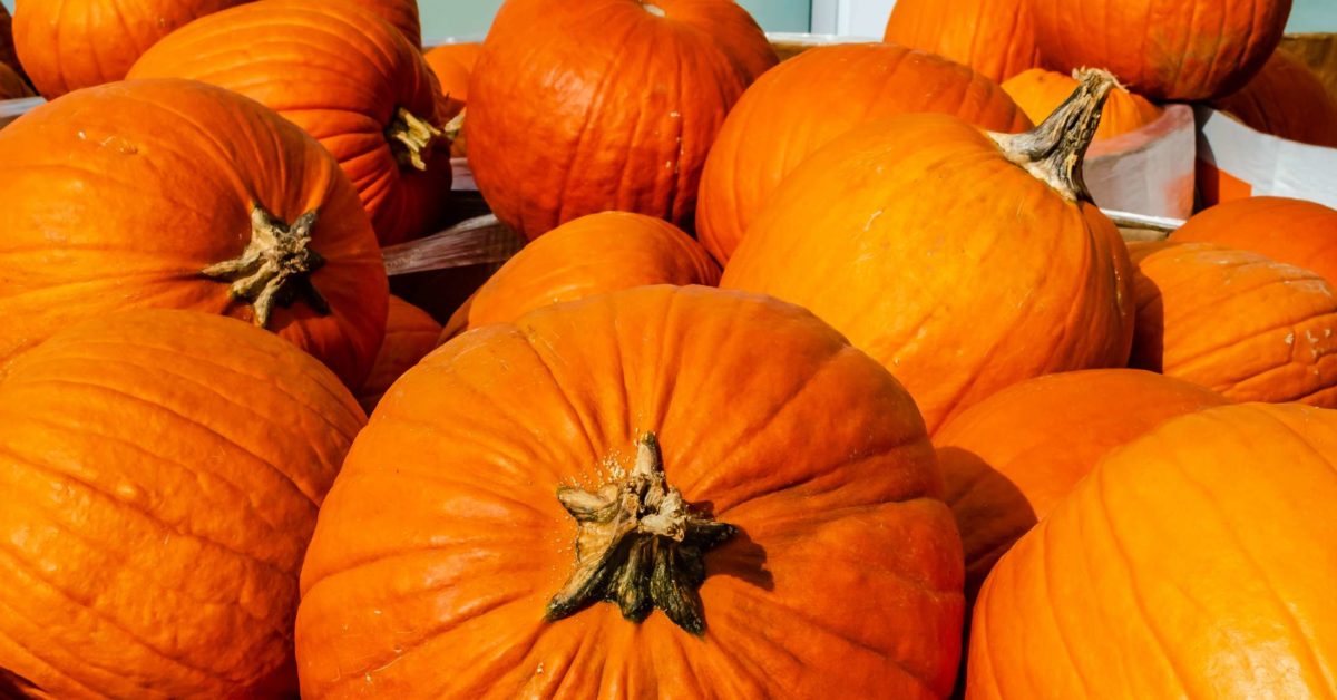 Pumpkin